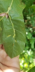 Cecidomyiini
