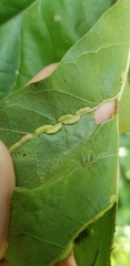 Cecidomyiini