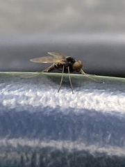 Chrysopilus proximus