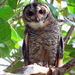 Mottled Wood-Owl - Photo (c) Pratibha Riswadkar, some rights reserved (CC BY-NC), uploaded by Pratibha Riswadkar
