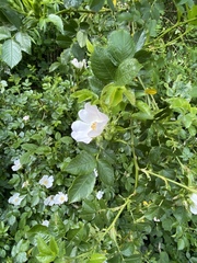 Rosa canina
