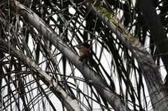 Passer diffusus stygiceps