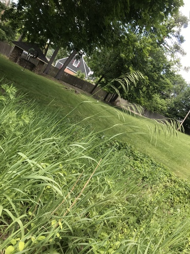 photo of Smooth Brome (Bromus inermis)