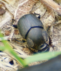 Onthophagus hecate