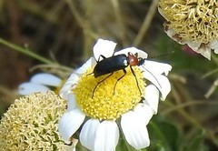 Heliotaurus ruficollis