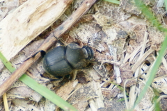 Onthophagus hecate