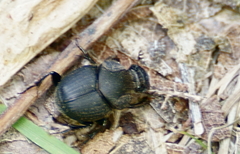 Onthophagus hecate