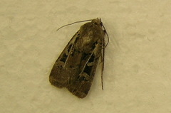 Euxoa divergens