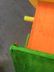 Aphididae