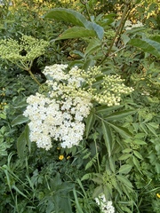 Sambucus nigra