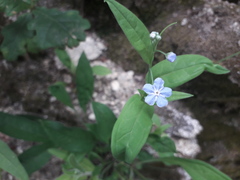 Omphalodes nitida