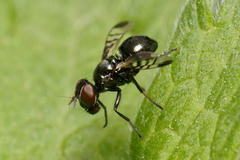 Rivellia syngenesiae