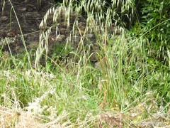 Hordeum murinum leporinum