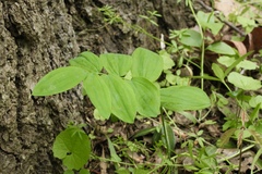 Polygonatum