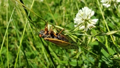 Magicicada cassinii