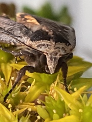 Catocala californica