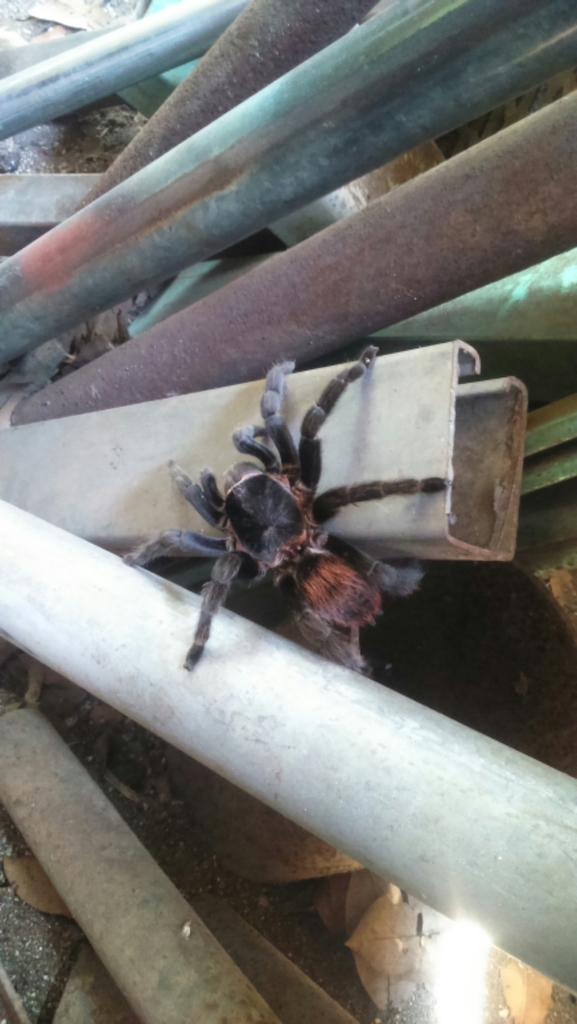 Mexican Red Rump Tarantula