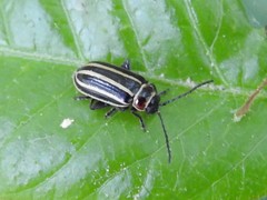 Disonycha pensylvanica