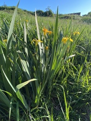 Iris pseudacorus