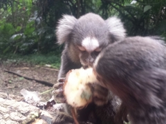 Callithrix jacchus × penicillata