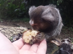 Callithrix jacchus × penicillata