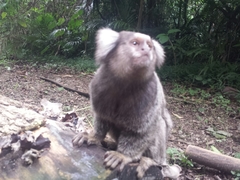 Callithrix jacchus × penicillata