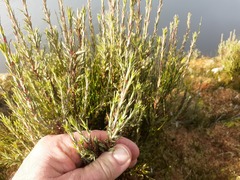Dracophyllum oliveri