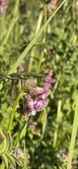 Vicia sepium