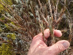 Dracophyllum oliveri