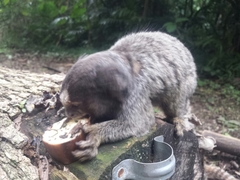 Callithrix jacchus × penicillata