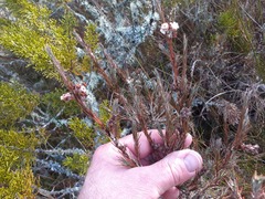 Dracophyllum oliveri
