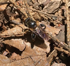 Teuchocnemis lituratus