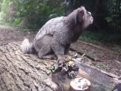 Callithrix jacchus × penicillata