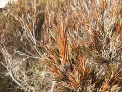 Dracophyllum oliveri