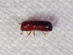 Xyleborinus attenuatus