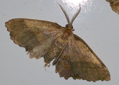Cepphis armataria