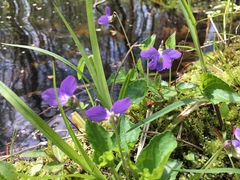 Viola cucullata