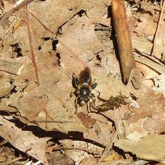 Teuchocnemis lituratus