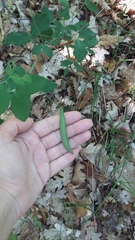 Lathyrus rotundifolius