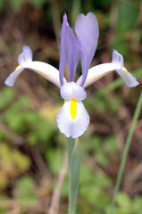 Iris xiphium