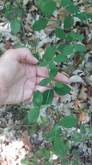 Lathyrus rotundifolius