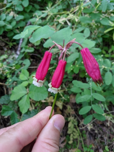 Image of Dichelostemma ida by (c) Jason, some rights reserved (CC BY-SA)