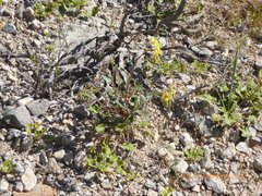 Chylismia claviformis lancifolia
