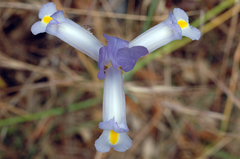 Iris xiphium