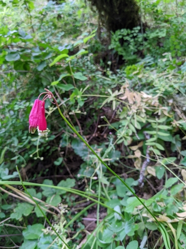 Image of Dichelostemma ida by (c) Jason, some rights reserved (CC BY-SA)