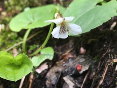 Viola macloskeyi