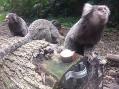 Callithrix jacchus × penicillata