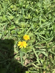 Sphagneticola trilobata image