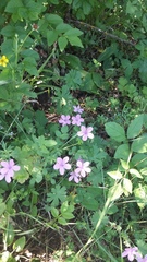 Geranium asphodeloides