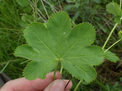 Alchemilla sarmatica